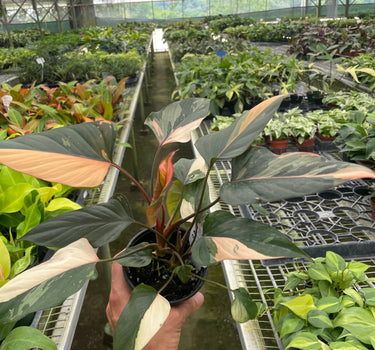 Homalomena Pink Diamond