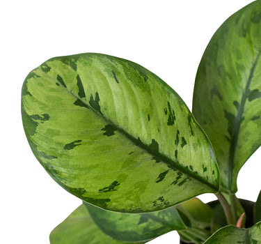 Homalomena 'Selby'