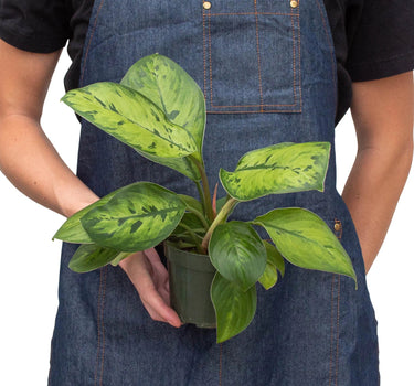 Homalomena 'Selby'
