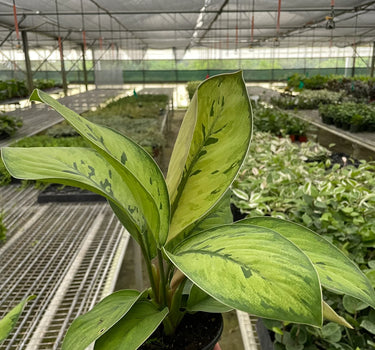 Homalomena 'Selby'