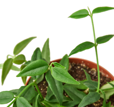 Hoya Bella