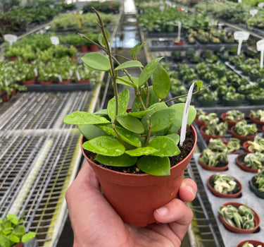 Hoya Bilobata