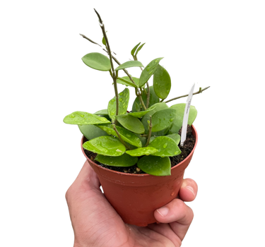 Hoya Bilobata
