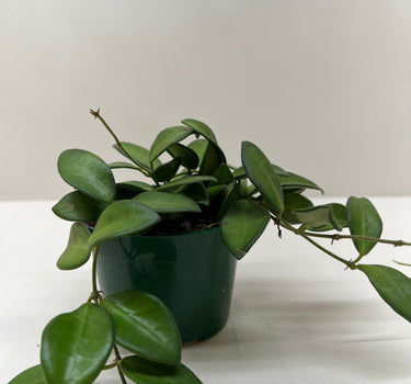 Hoya 'Burtoniae'