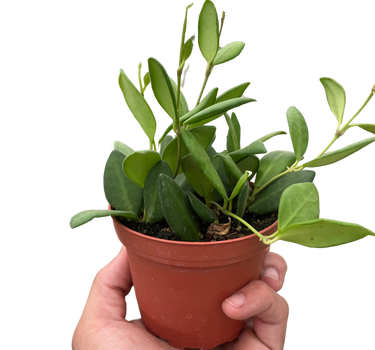 Hoya Chouke