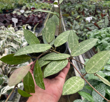 Hoya 'Eliptica'