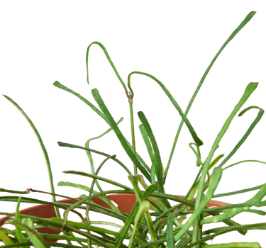 Hoya 'Grass Leafed' - 4" Pot