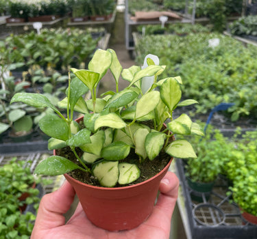 Hoya Heuschkeliana Variegated