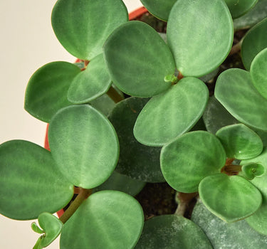 Peperomia 'Hope'