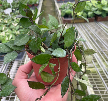 Hoya Krohniana Black