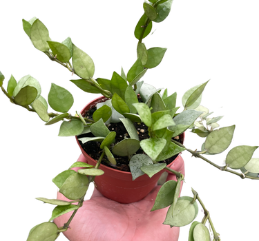 Hoya 'Krohniana Super Silver'