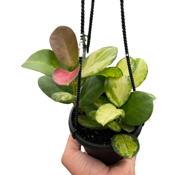 Hoya 'Lisa'