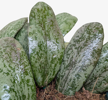 Hoya Sigillatis Round