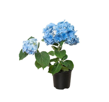 Blue Hydrangea