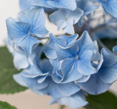 Blue Hydrangea