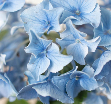 Blue Hydrangea