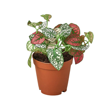 Hypoestes 'Polka Dot'