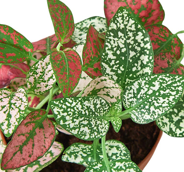 Hypoestes 'Polka Dot'