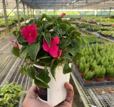 Impatiens