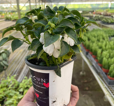 Impatiens