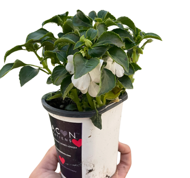 Impatiens