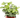 Ivy Tropical Blizzard