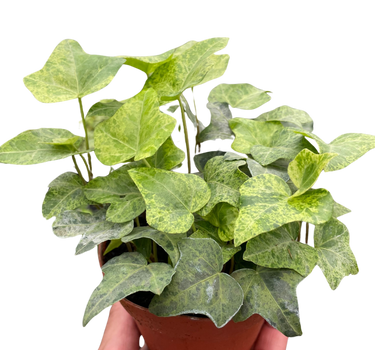 Ivy Tropical Blizzard