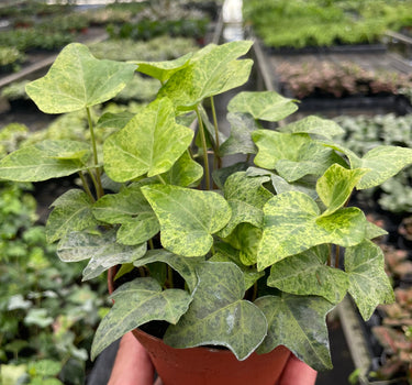 Ivy Tropical Blizzard