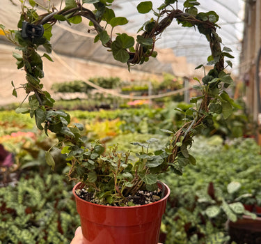 Ivy Topiary Heart