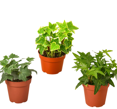 3 Different English Ivy Plants - 4" Pot - Live House Plant