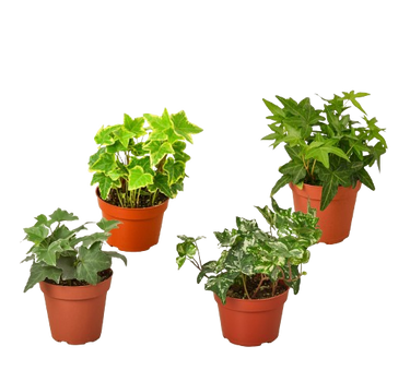 4 Different English Ivy Plants - 4" Pots - Live House Plant