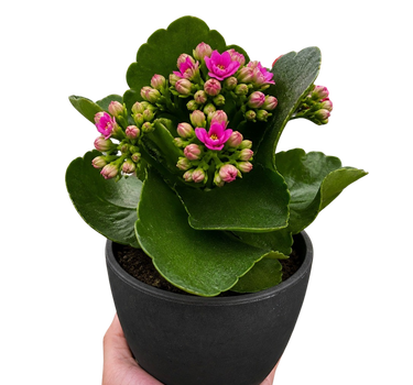 Kalanchoe 'Blossfeldiana'