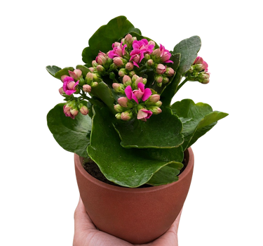 Kalanchoe 'Blossfeldiana'