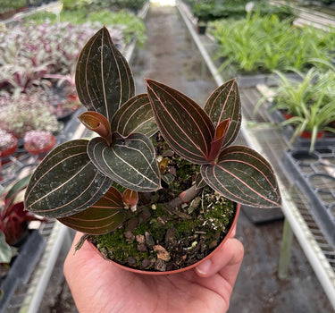 Ludisia Discolor