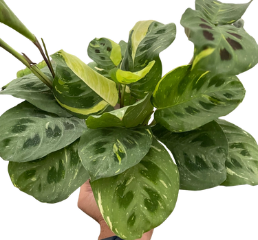 Maranta Variegated 'Beauty Kim'