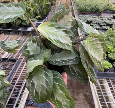 Maranta 'Silver Band'