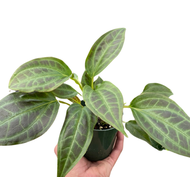 Monolena 'Primuliflora'