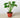 Monstera 'Split-Leaf'