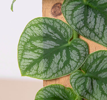 Monstera 'Dubia' (Shingle Plant)