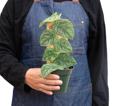 Monstera 'Dubia' (Shingle Plant)