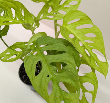 Monstera Adansonii 'Swiss Cheese Neon'
