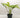 Monstera Adansonii 'Swiss Cheese Neon'