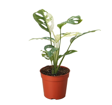 Monstera Adansonii 'Swiss Cheese Variegated'