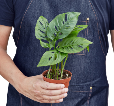 Monstera Adansonii 'Swiss Cheese'
