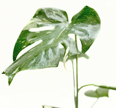 Monstera 'Thai Constellation'