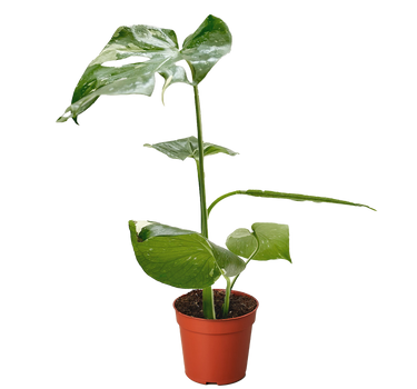 Monstera 'Thai Constellation'