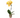 Orchid 'Yellow Phalaenopsis'