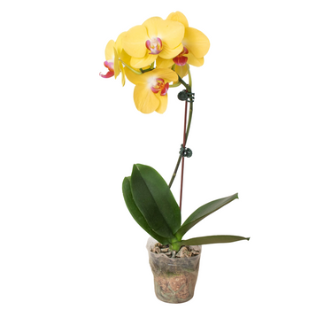 Orchid 'Yellow Phalaenopsis'