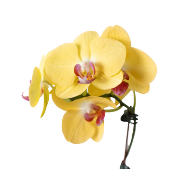 Orchid 'Yellow Phalaenopsis'