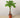 Money Tree 'Guiana Chestnut' Pachira Braid